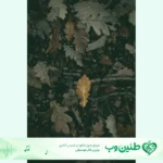 دانلود آهنگ مرتضی جوان بلند بالا به بالا ماندیوم مو ریمیکس اینستا دانلود آهنگ مرتضی جوان بلند بالا به بالا ماندیوم مو ریمیکس اینستا