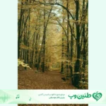 دانلود آهنگ بی اندازه بوی بارون داره باز تو رو یاد من میندازه هوش مصنوعی با صدای زن کامل دانلود آهنگ بی اندازه بوی بارون داره باز تو رو یاد من میندازه هوش مصنوعی با صدای زن کامل